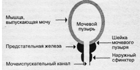 ИЗМЕНЕНИЕ КОЛИЧЕСТВА И КАЧЕСТВА МОЧИ. Часть 2