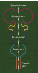 Почему мозг делится на два полушария?