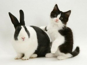 У кого могут рождаться однояйцевые близнецы?