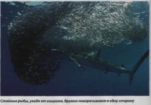Правши и левши: почему мы такие разные