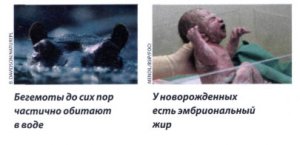 Почему человек стал голой обезьяной?