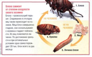 Почему человек стал голой обезьяной?